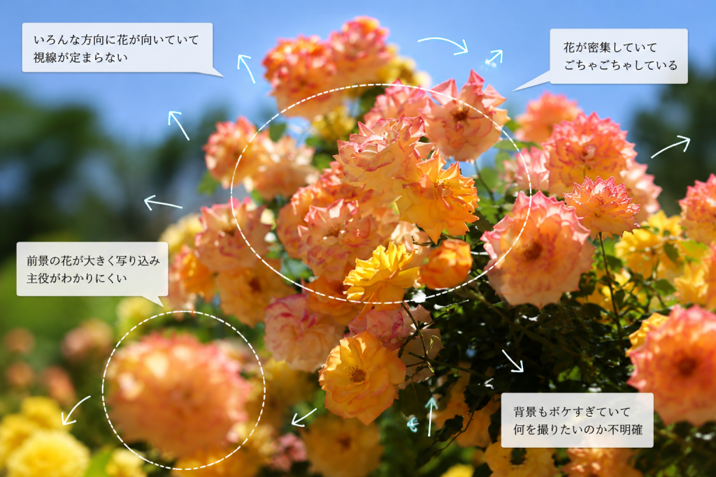 花が密集したバラの写真で主役が分かりにくい構図を説明した画像