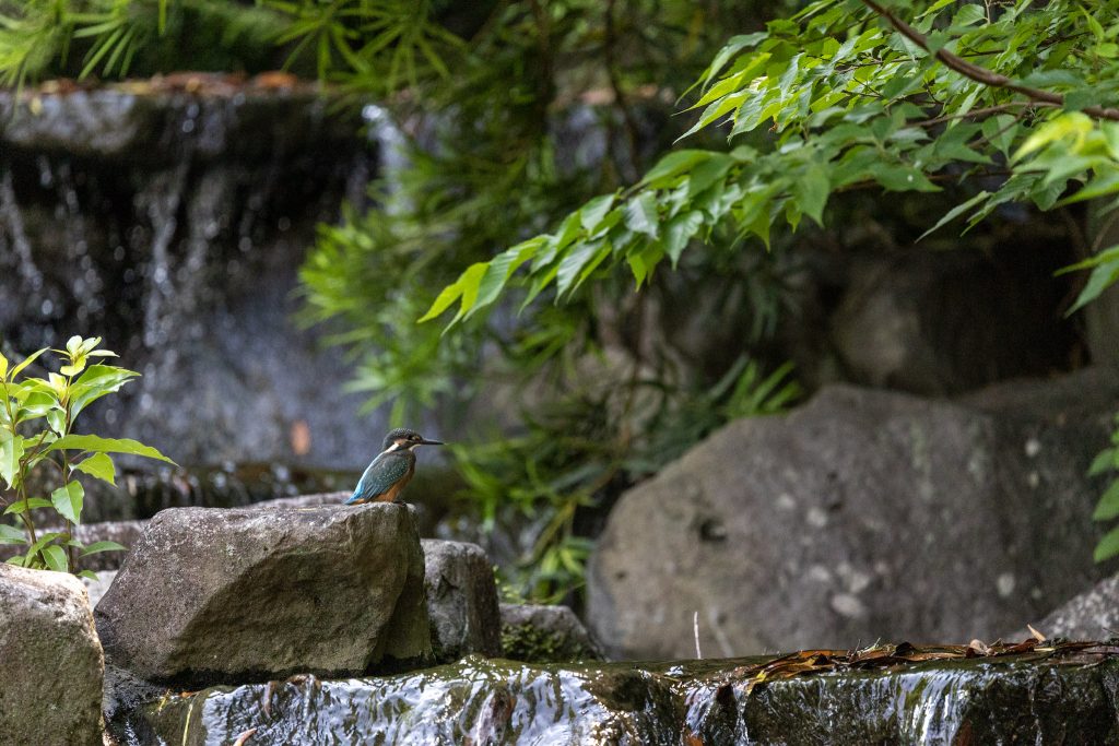 日本庭園の水辺で、岩の上にとまるカワセミを緑の木々と流れる水を背景に撮影した写真
