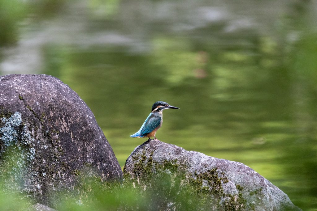 熊本県民総合運動公園の日本庭園で、石の上にとまるカワセミを撮影した写真
