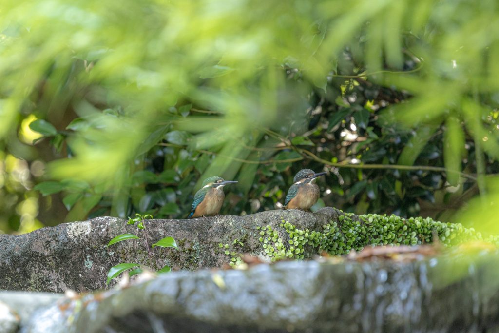 熊本県民総合運動公園の和風庭園で石の上に並んでとまる2羽のカワセミ