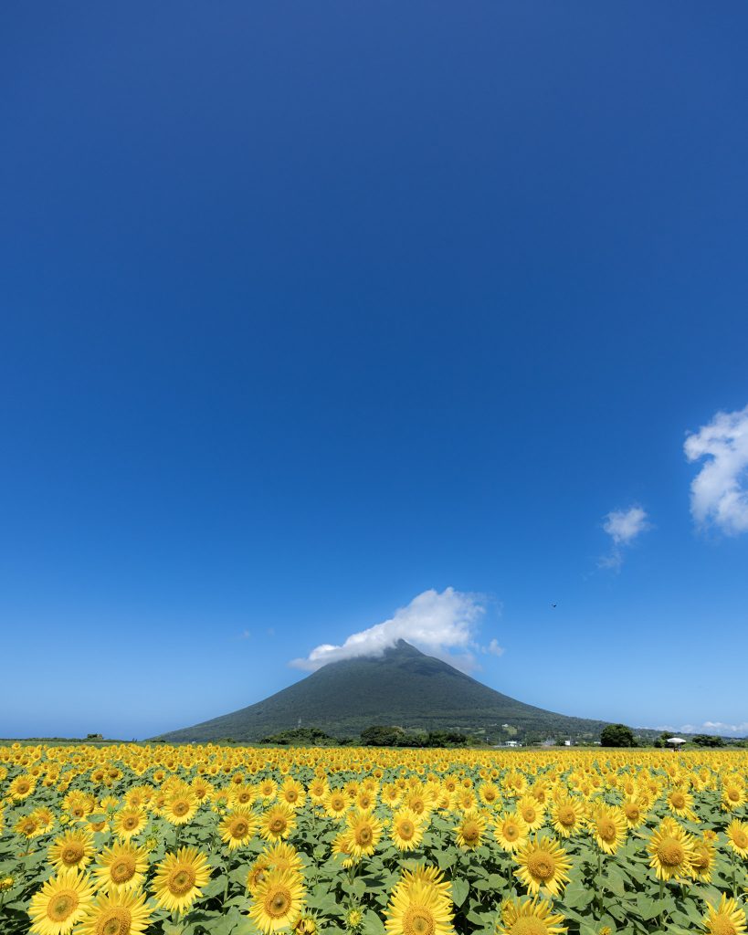 青空の下、黄色いひまわり畑の向こうに開聞岳を望む夏の風景