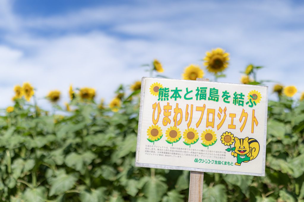 ひまわり畑に設置された「熊本と福島を結ぶ ひまわりプロジェクト」の案内看板
