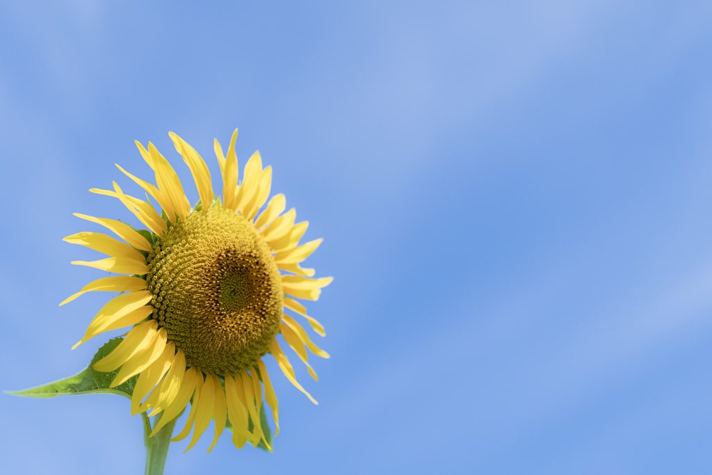 青空を背景に、横向きに咲く一輪のひまわり