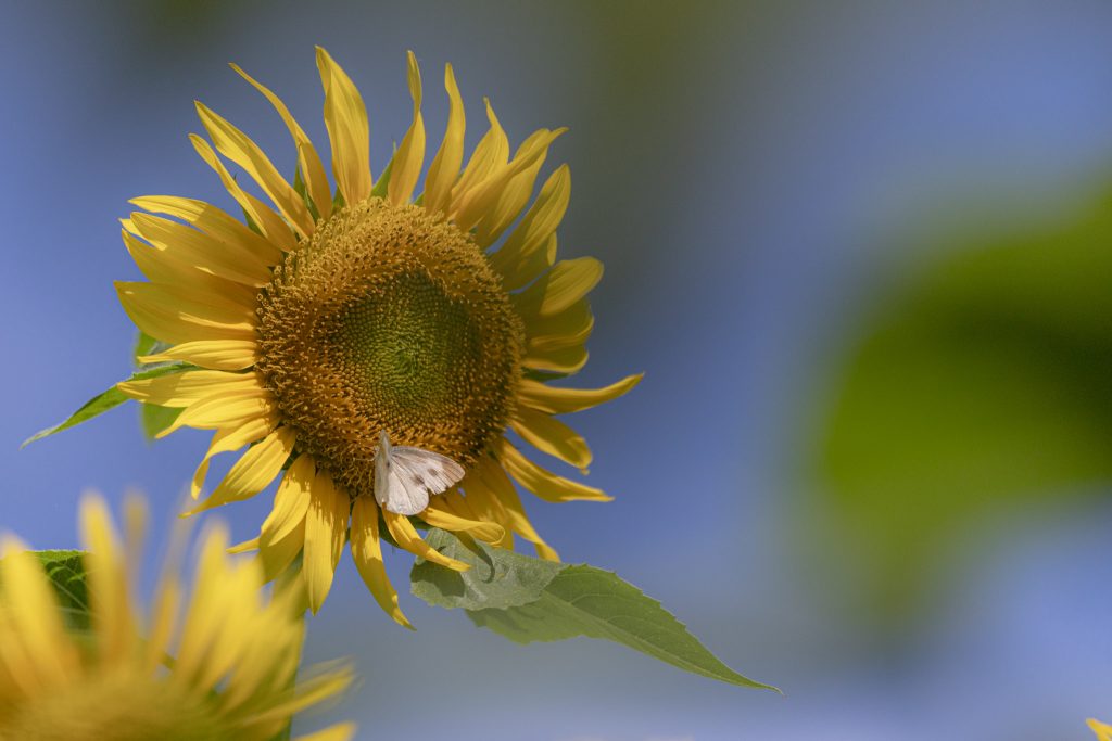 青空を背景に、白い小さな蝶がとまったひまわりの花