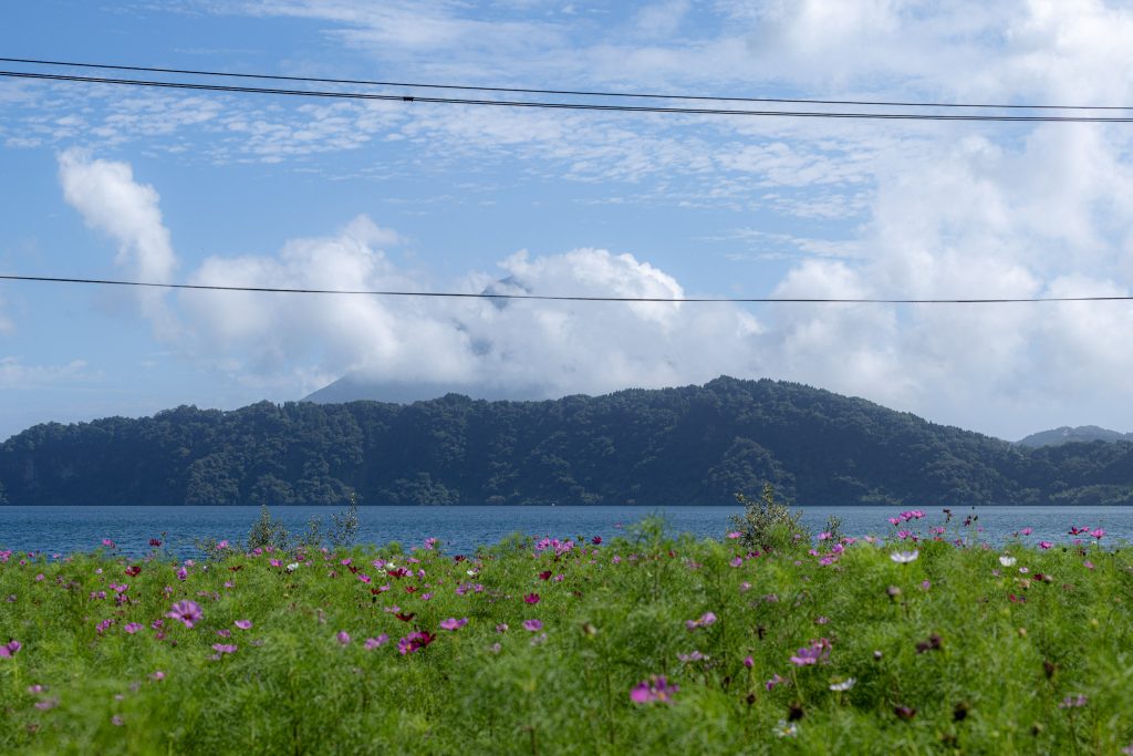 池田湖畔に咲くピンク色のコスモスと、雲に隠れた開聞岳を望む夏の風景