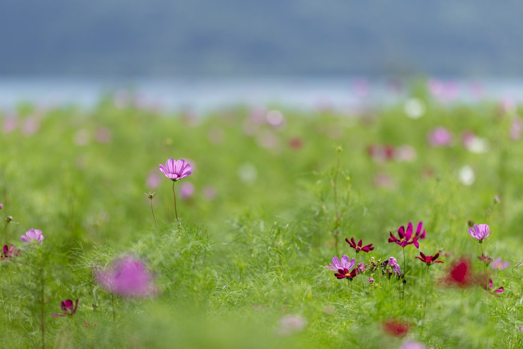 緑の草むらに点在して咲くピンクや赤紫色のコスモス