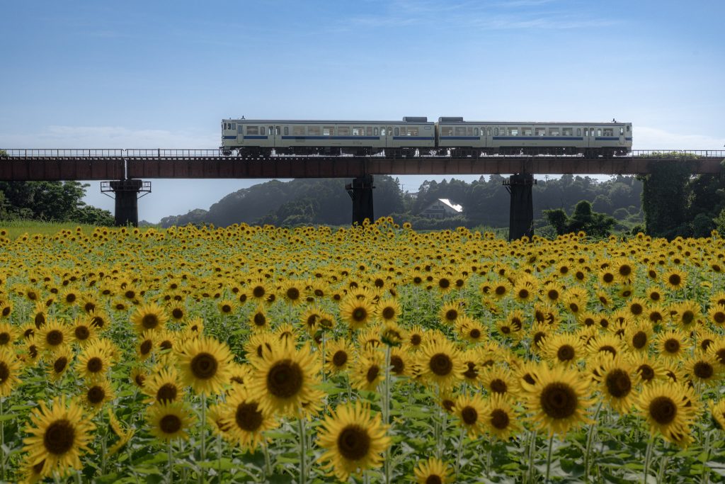 ひまわり畑の向こうにある集川橋梁を2両編成の列車が走る夏の風景
