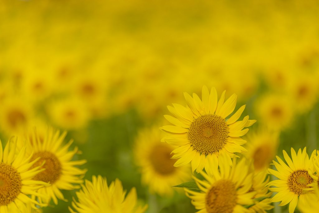 ひまわり畑の中で一輪のひまわりにピントを合わせ、周囲の花をやわらかくぼかして撮影した写真