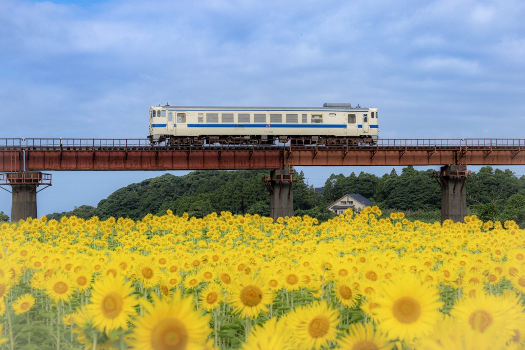 ひまわり畑の向こうにある集川橋梁を、1両編成の列車が走る夏の風景