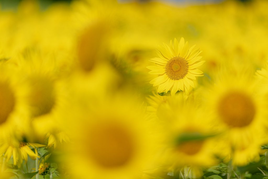ひまわり畑の中で一輪のひまわりにピントを合わせ、周囲の花を大きくぼかして撮影した写真