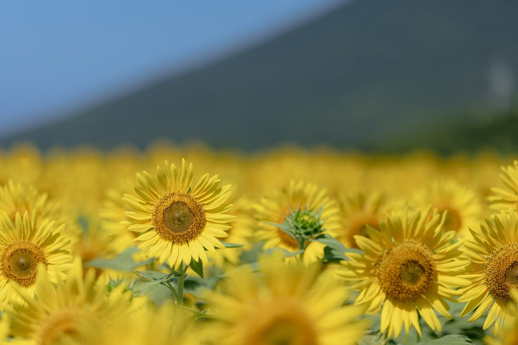 開聞岳を背景に、ひまわり畑の中で咲く一輪のひまわりにピントを合わせた写真