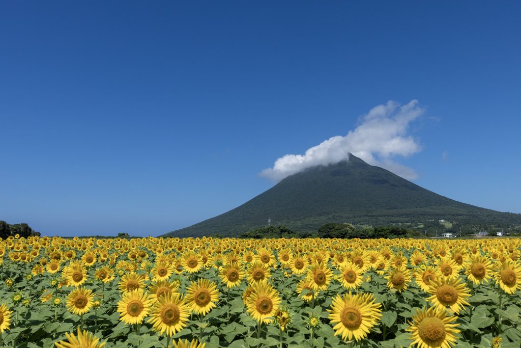 青空と雲をまとった開聞岳、その手前に広がる満開のひまわり畑