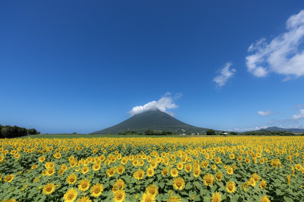 青空の下、一面に広がるひまわり畑と開聞岳を広く写した風景