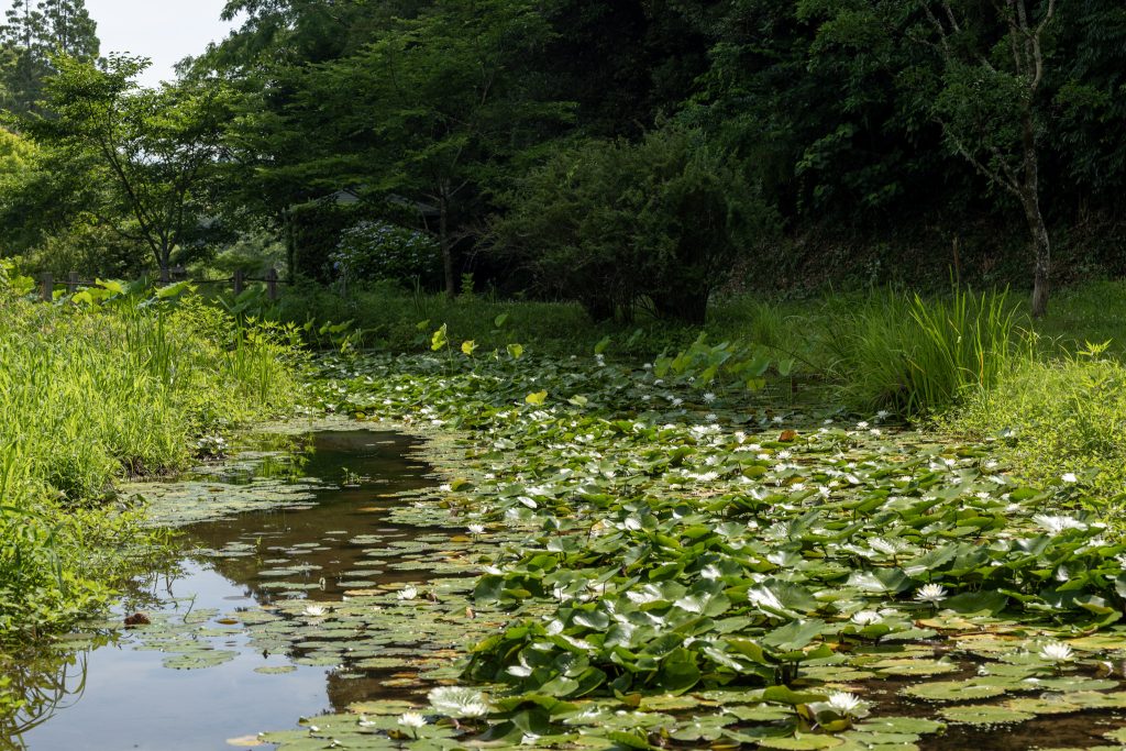 鹿央古代ハス園の一番奥の池に広がる睡蓮の花と緑の水辺