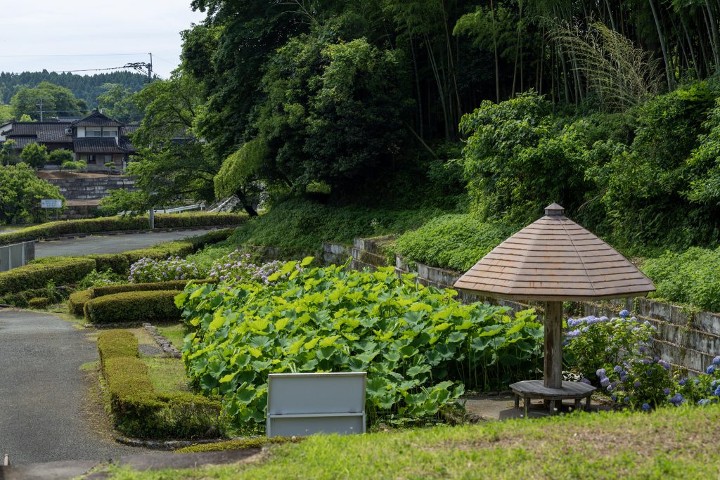 鹿央古代ハス園の園内に広がる蓮の葉と東屋のある風景
