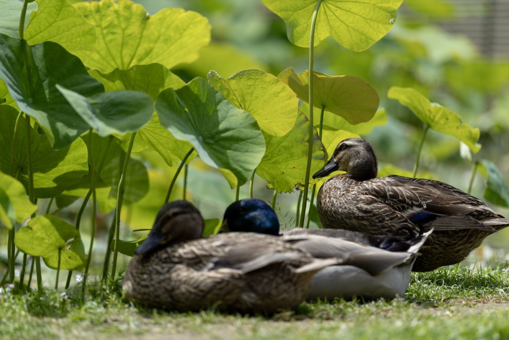山ノ頭蓮園で、蓮の葉の下に休んでいる3羽のカモ