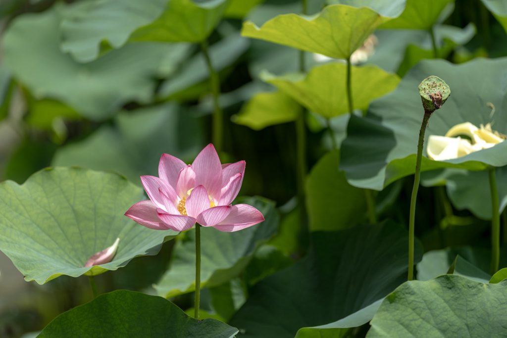 山ノ頭蓮園で、緑の蓮の葉に囲まれて咲くピンク色の蓮の花
