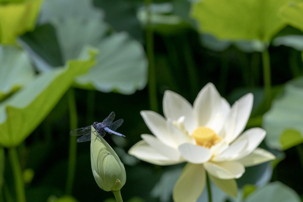 山ノ頭蓮園で、蓮のつぼみに止まるトンボと背景に咲く白い蓮の花