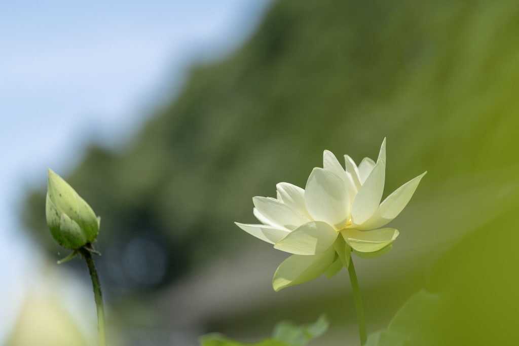 山ノ頭蓮園で、緑の前ボケ越しに白い蓮の花とつぼみを撮影した一枚