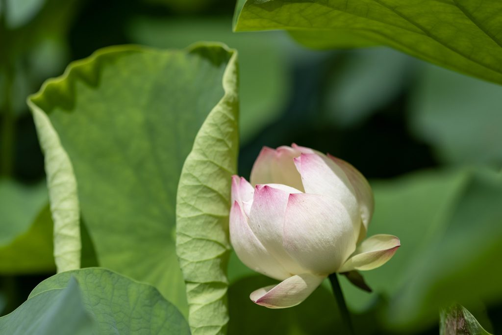 山ノ頭蓮園で、大きな蓮の葉のそばに咲く白とピンクの蓮の花