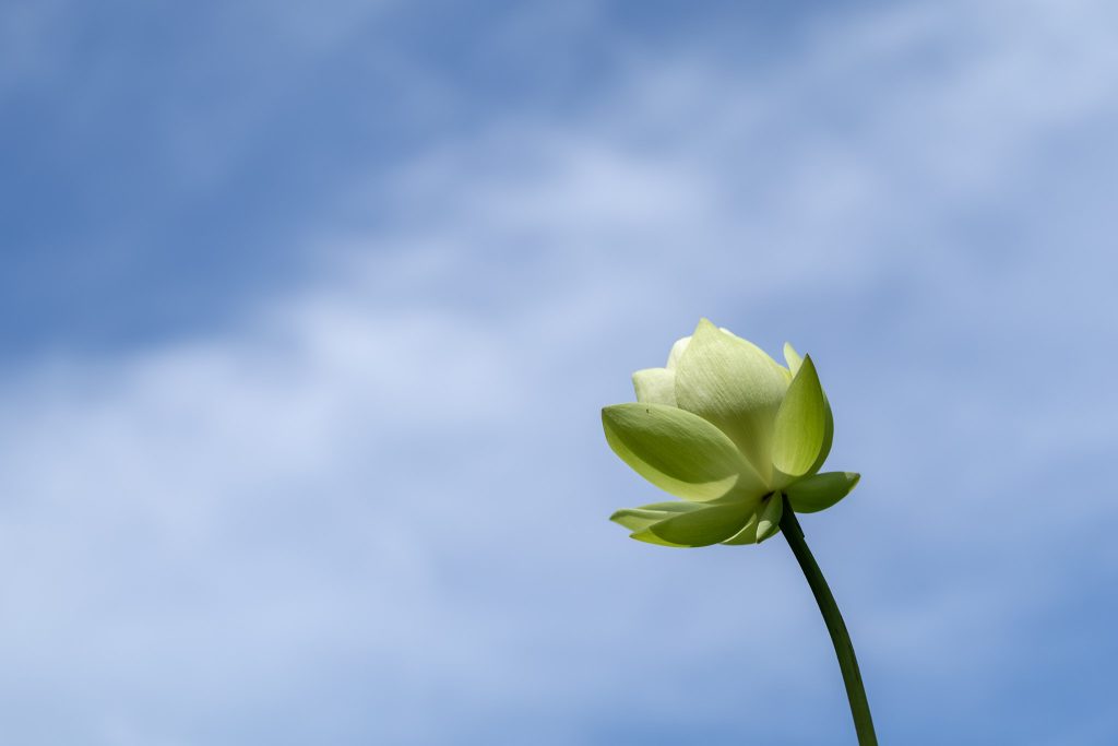 青空を背景に、山ノ頭蓮園で白い蓮の花を下から見上げるように撮影した一枚