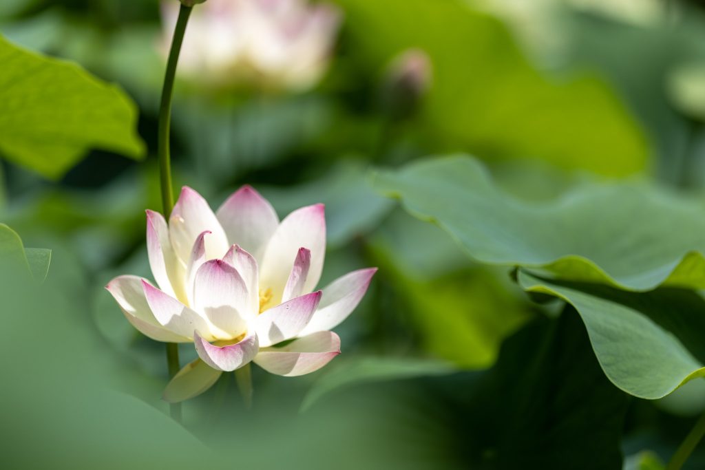 山ノ頭蓮園で、緑の葉に囲まれて咲く白とピンクの蓮の花