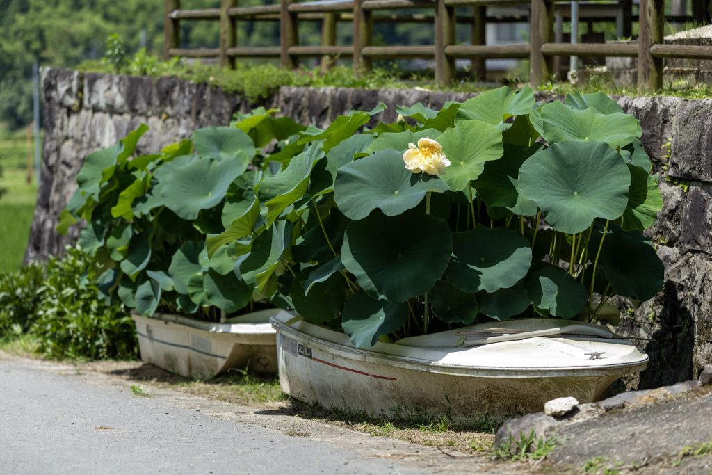 山ノ頭蓮園周辺で、古いボートを利用して植えられた蓮の葉と淡い黄色の花