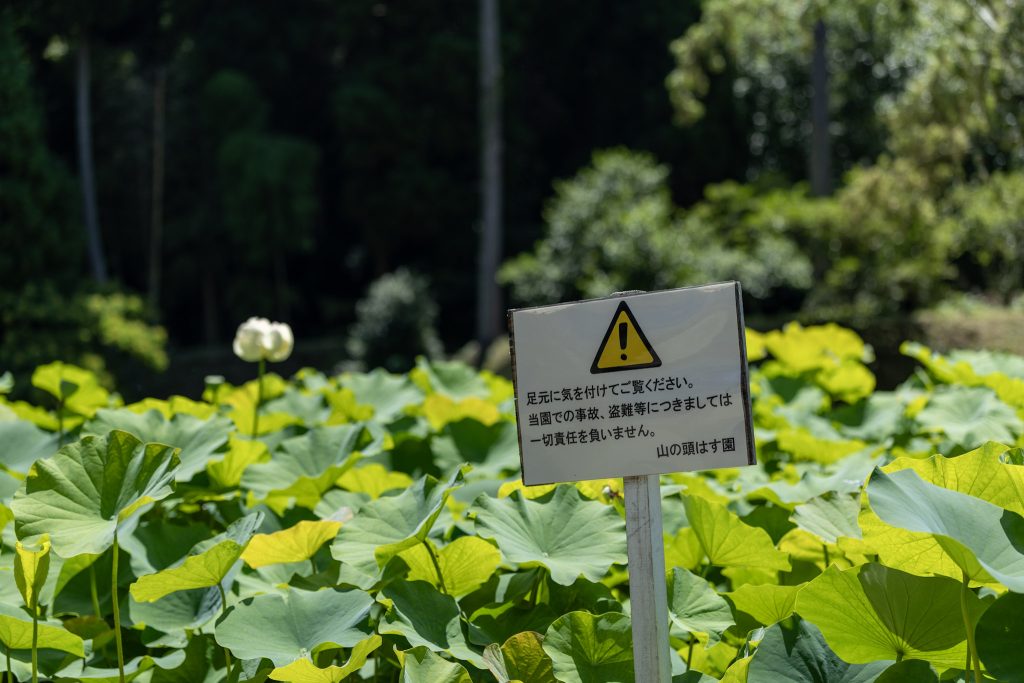 山ノ頭蓮園で、蓮の葉が広がる池の中に注意看板が立っている様子