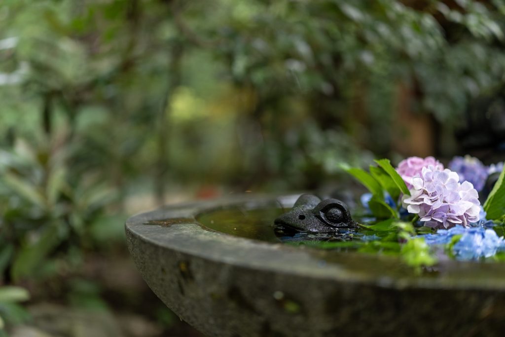 如意輪寺かえる寺の境内にある手水鉢と、紫陽花に囲まれたかえるの置物