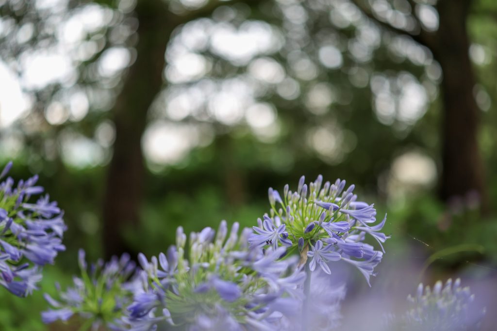 木陰に咲く青紫色のアガパンサスの花