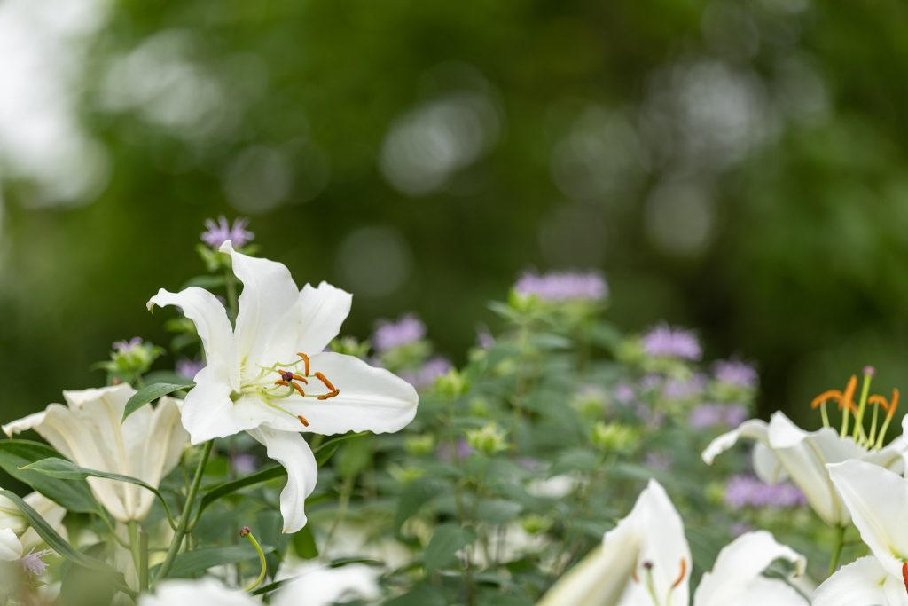石橋文化センターで撮影した白い百合の花