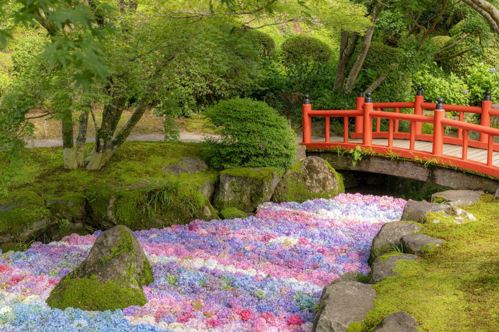 祐徳稲荷神社の日本庭園で赤い橋と色とりどりのアジサイの池を撮影した風景