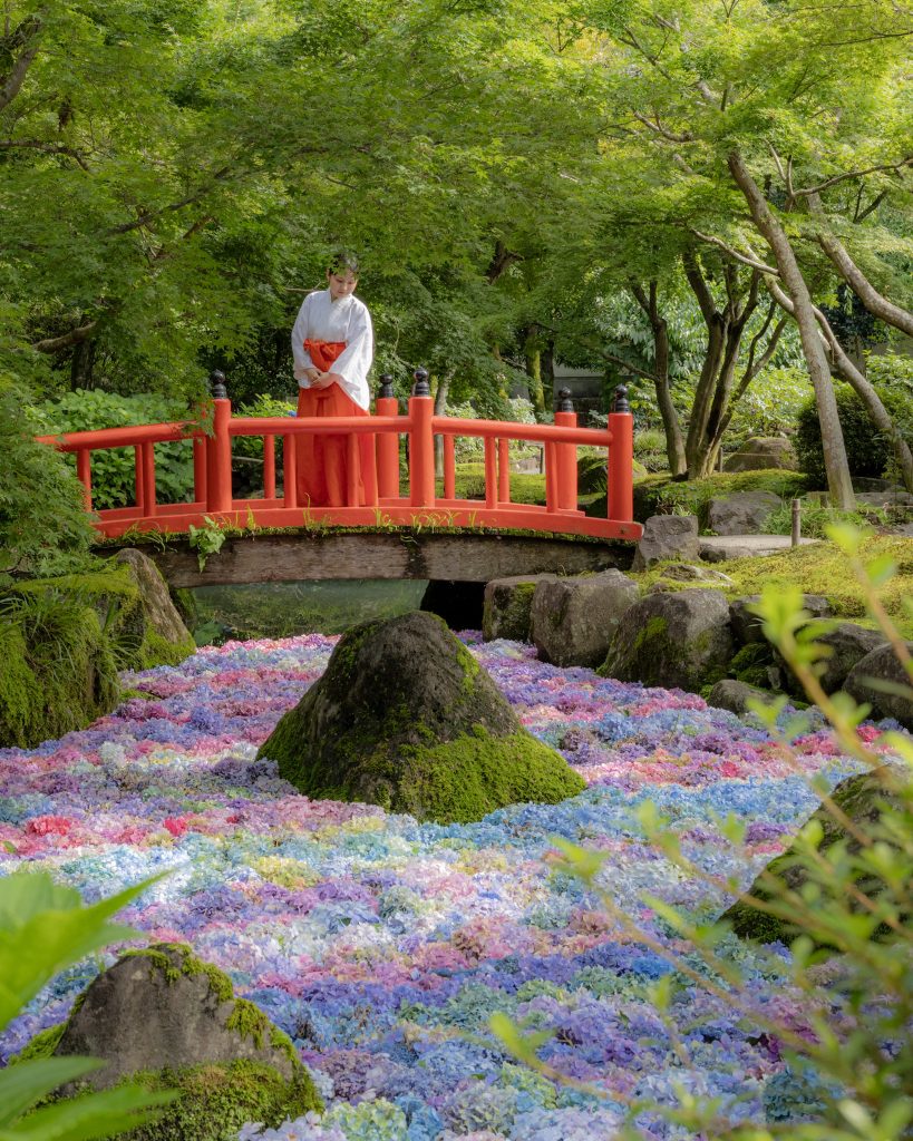 祐徳稲荷神社の日本庭園で巫女さんが赤い橋に立つアジサイの池の風景