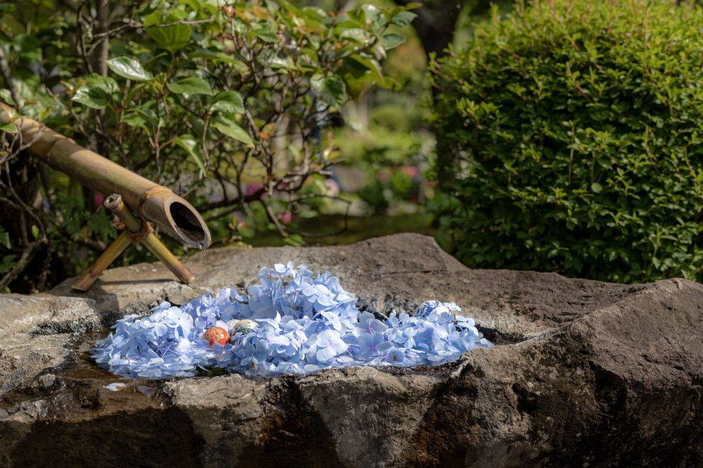 祐徳稲荷神社の日本庭園で、鹿威しと石の水鉢に浮かぶ青い紫陽花を撮影した写真