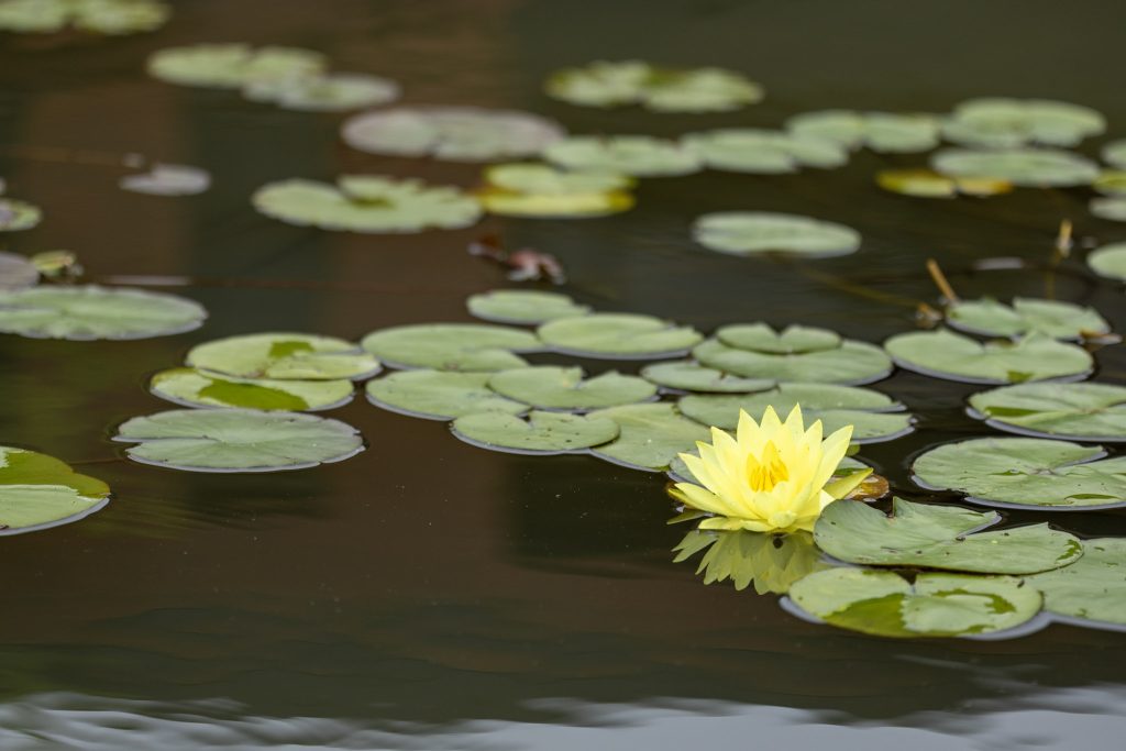 石橋文化センターの池に咲く黄色い睡蓮の花