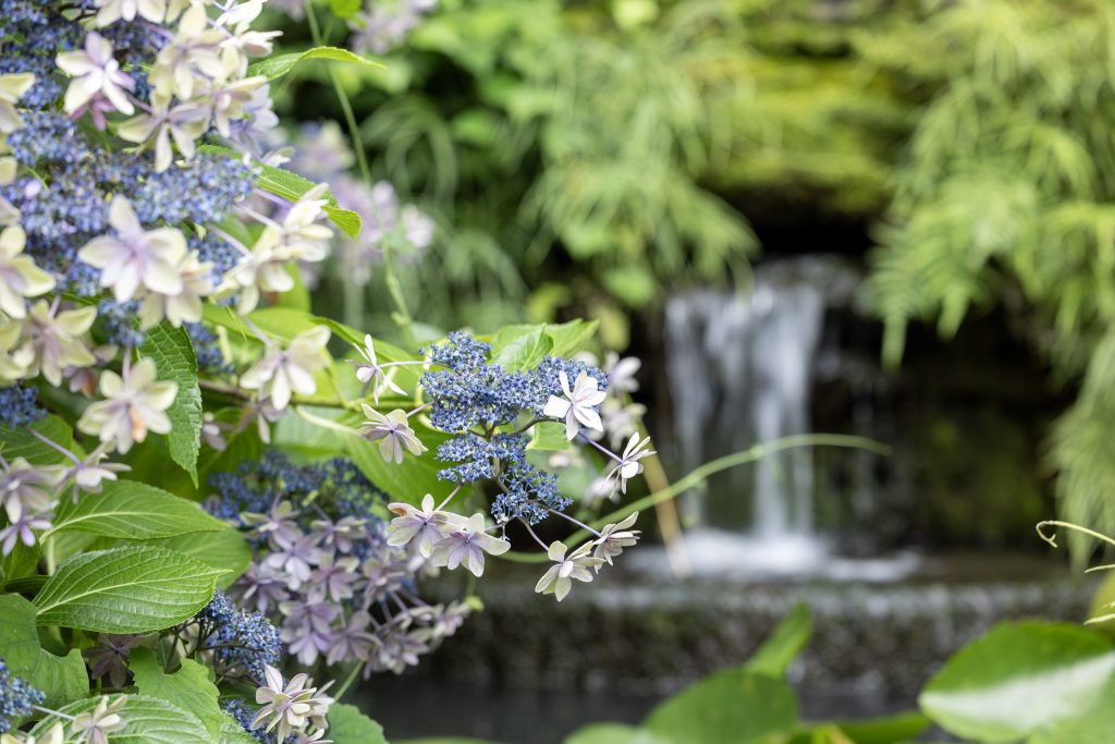 石橋文化センターで撮影した紫陽花と小さな滝の風景