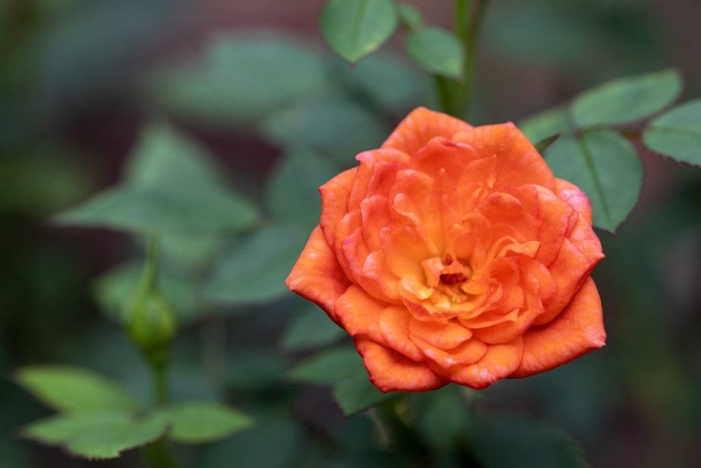 石橋文化センターで撮影したオレンジ色のバラの花