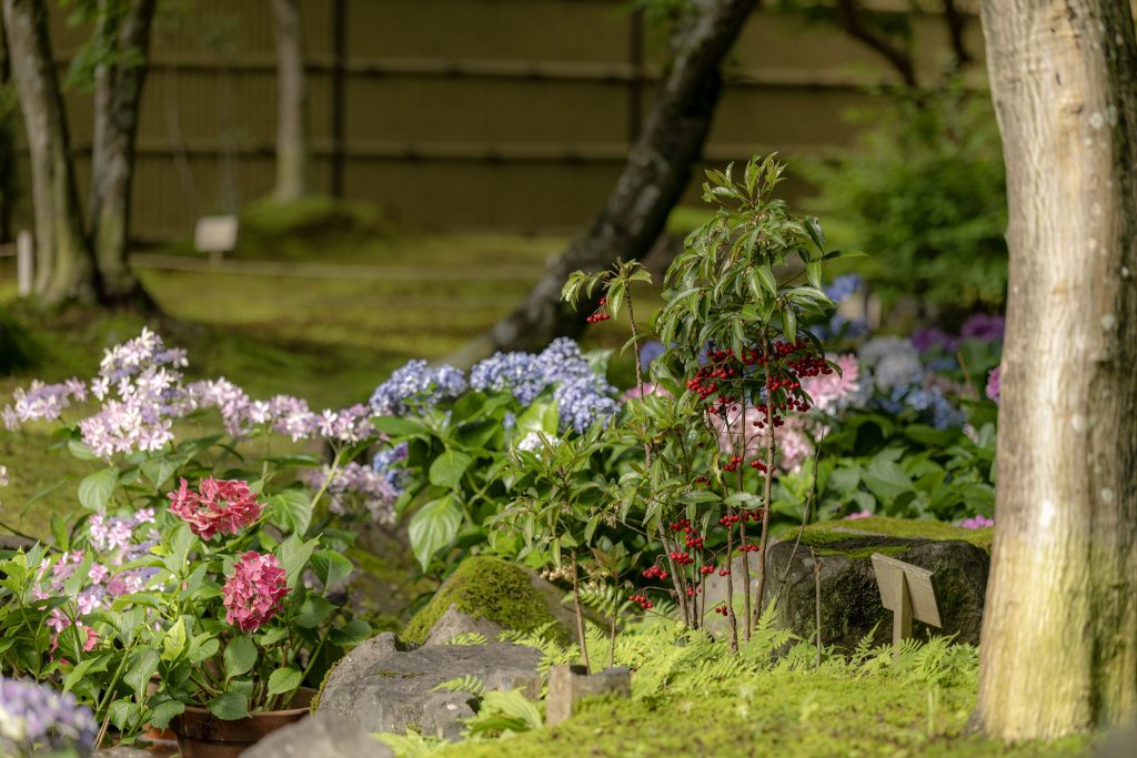 祐徳稲荷神社の日本庭園に咲く紫陽花と緑に包まれた庭園の風景