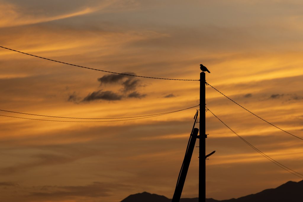 夕焼け空を背景に、長部田海床路の電柱の先に鳥がとまるシルエット