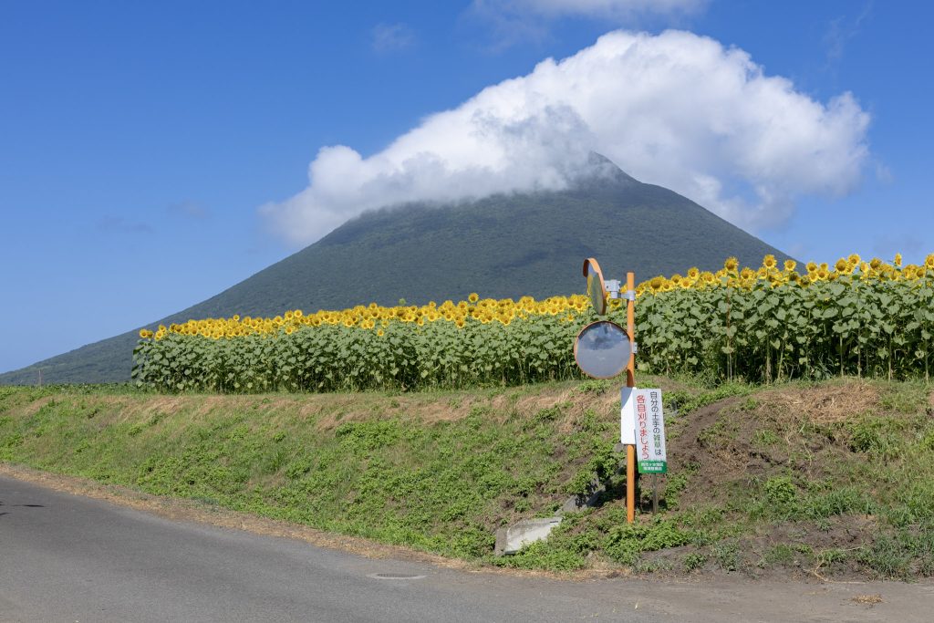 開聞岳を背景に、道路沿いの土手に咲くひまわり畑を撮影した風景