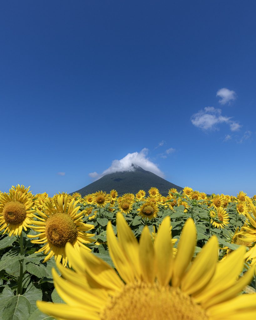 手前のひまわりを大きく入れ、青空と開聞岳を縦構図で撮影した夏の風景