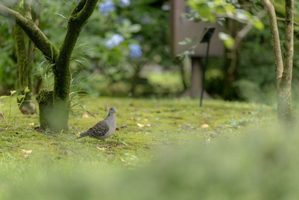 石橋文化センターの園内で見かけた鳩