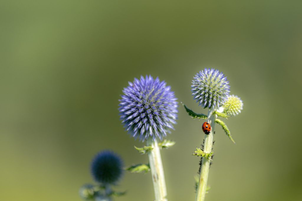 青紫色のヒゴタイと茎にとまるテントウムシ