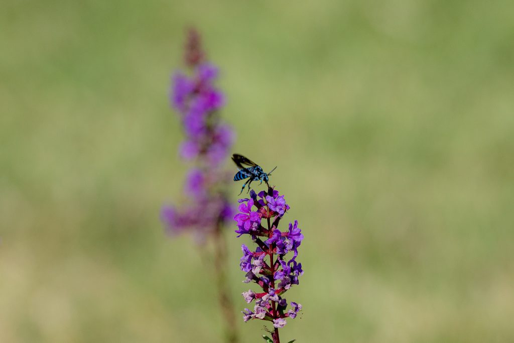 ミソハギの花にとまるブルービー