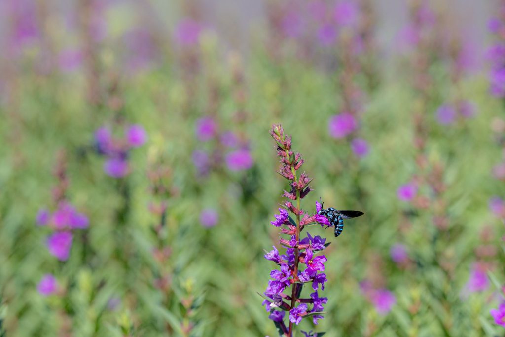 ミソハギの花に飛来したブルービー