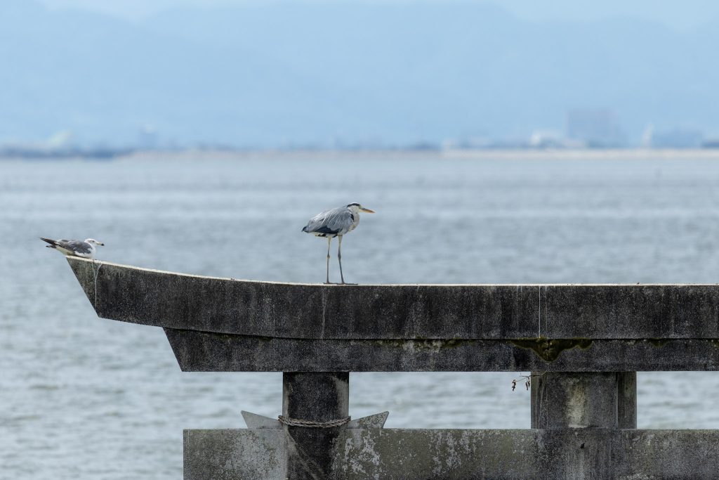 永尾剱神社の海中鳥居に2羽の野鳥がとまっている様子を望遠で撮影した写真
