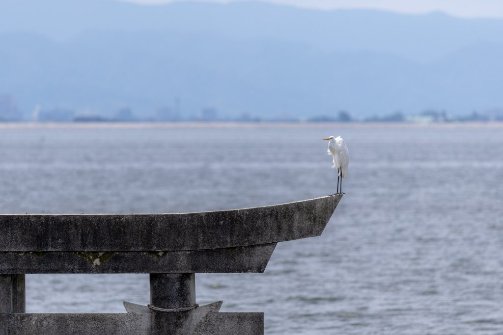 永尾剱神社の海中鳥居の先端にとまる白いサギを望遠で撮影した写真