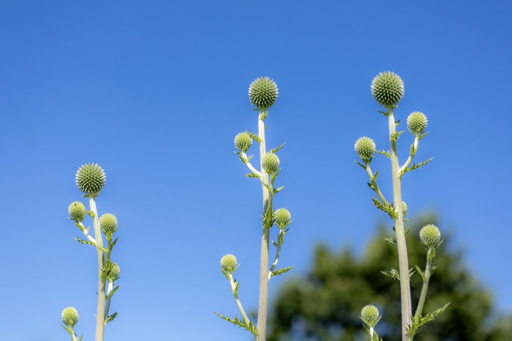 青空に向かって伸びる開花前のヒゴタイのつぼみ
