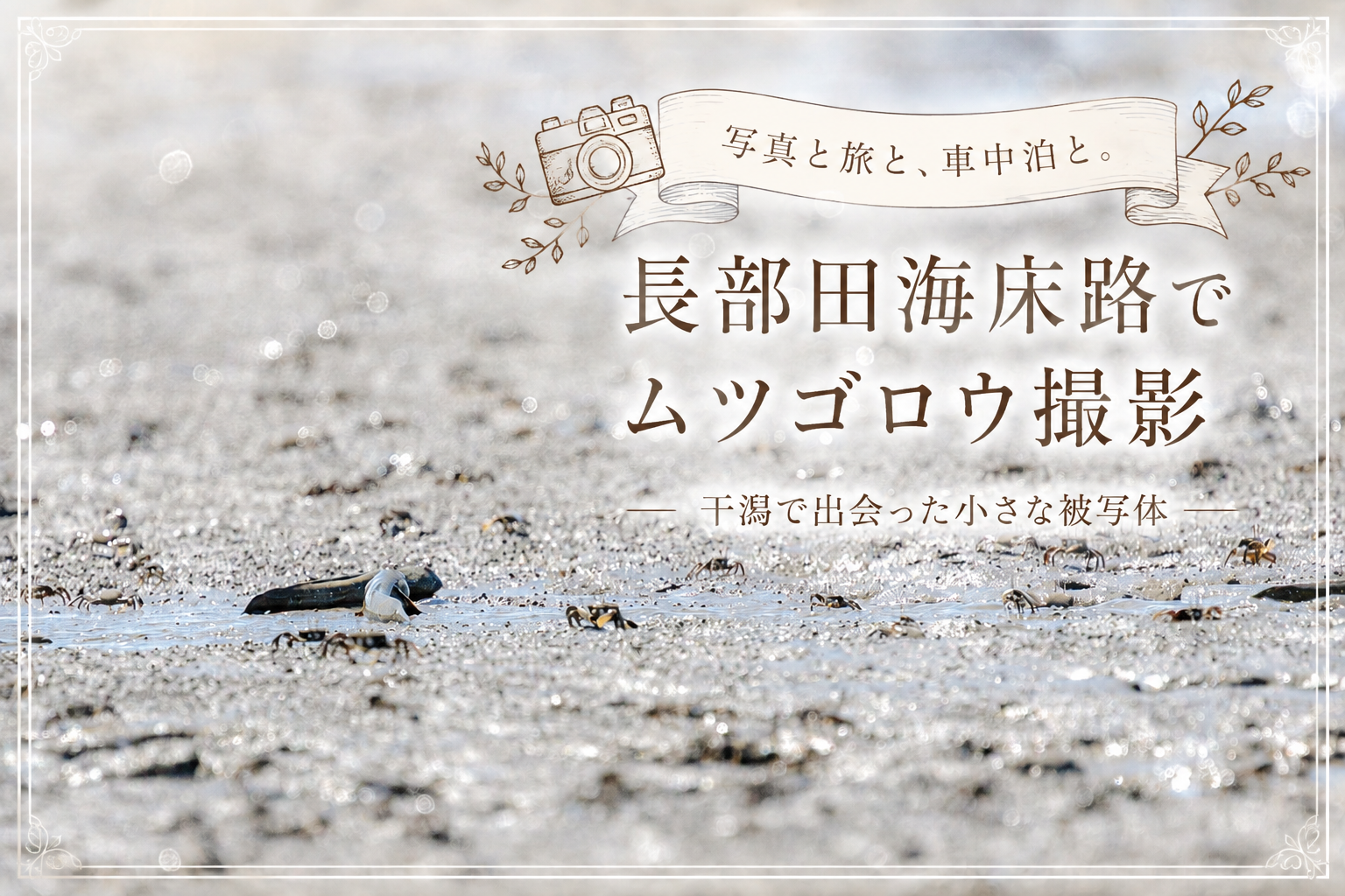 長部田海床路の干潟にいるムツゴロウとカニを使ったブログ記事のアイキャッチ画像