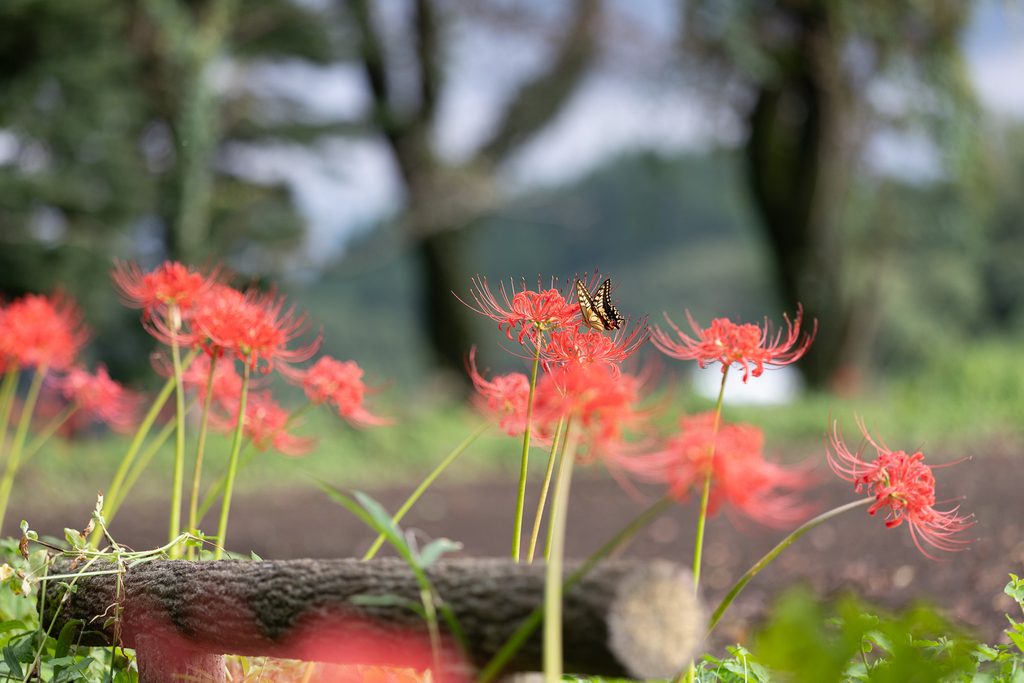 七ツ森古墳群で彼岸花の蜜を吸うアゲハ蝶
